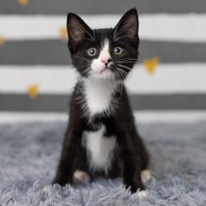 Blinkie, kitten, available for adoption