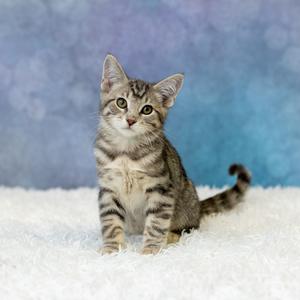 A tabby kitten sitting on a white fluffy surface with a blue background.