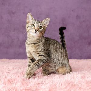 A tabby cat sitting on a pink fluffy surface with a purple background.