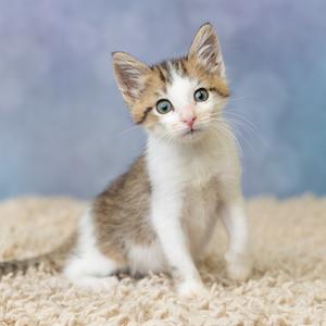 A cute tabby kitten with big eyes sitting on a fluffy beige surface.