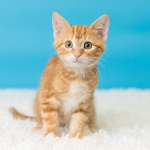 Carson Wentz, kitten, available for adoption