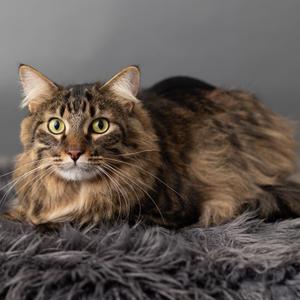 Barge, adult, available for adoption