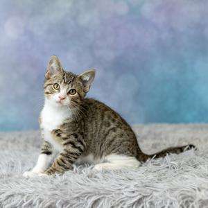 A tabby kitten with white paws and chest sitting on a fluffy gray surface, looking directly at the camera against a blurred blue and purple background.
