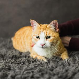 Covie, adult, available for adoption