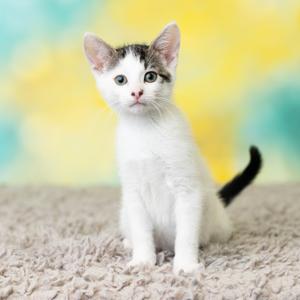 A white and grey kitten sitting on a soft, light-colored surface against a bright, colorful background.