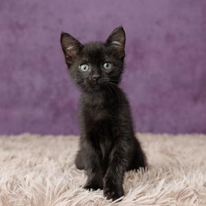 A black kitten with bright blue eyes sitting on a fluffy white surface against a purple background.