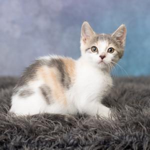 A fluffy calico kitten with white, gray, and orange patches sitting on a dark, textured surface against a blue background.