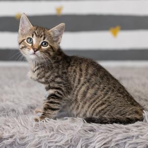 A tabby kitten sitting on a fluffy white rug with a striped background.