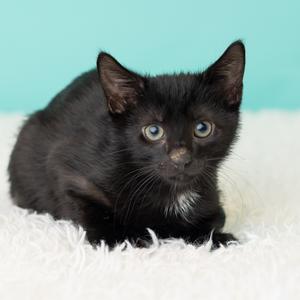 Barnabas Neko, kitten, available for adoption