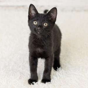 Andie Pesto, kitten, available for adoption