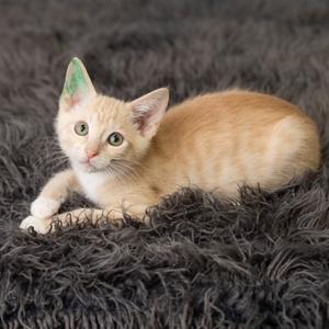 Cheddar aka Ed, kitten, available for adoption