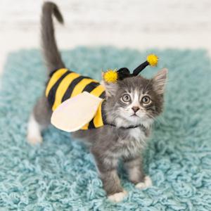 A small gray kitten wearing a yellow and black bee costume with wings and antennae, standing on a blue textured rug.