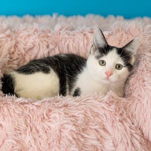 Barbakoa, kitten, available for adoption