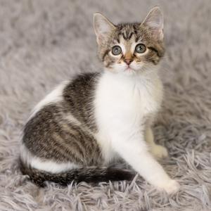 A gray and white tabby kitten sitting on a fluffy gray rug.