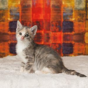 Bexley, kitten, available for adoption