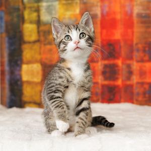 Cookee, kitten, available for adoption