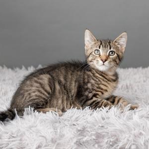 A tabby kitten with green eyes sitting on a white fluffy surface.
