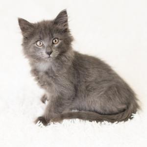 A fluffy gray kitten sitting on a white surface