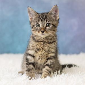 A small tabby kitten sitting on a white fluffy surface with a blue background.