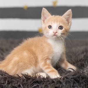 Antoine, kitten, available for adoption
