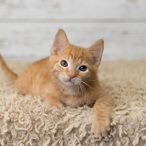 A fluffy orange kitten lying on a soft, textured surface.