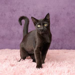 Brophy, kitten, available for adoption