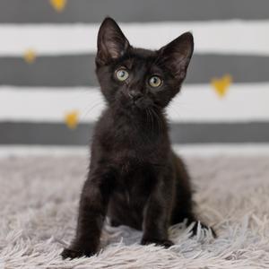 Bat Dance, kitten, available for adoption