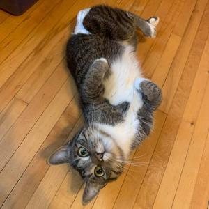 Coco Booty Puff, adult, available for adoption