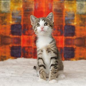 Benedict, kitten, available for adoption