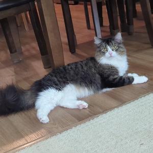Chikku, adult, available for adoption