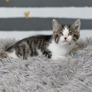 A gray and white tabby kitten lying on a fluffy gray rug.