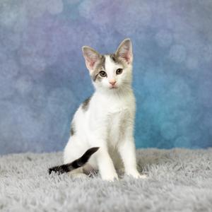 A white and gray kitten sitting on a gray carpet with a blue and purple background.