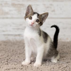 A small kitten with white, gray, and brown patches sits on a carpet, looking towards the camera with its head tilted.
