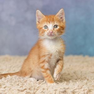 A fluffy orange and white kitten with bright blue eyes sits on a soft, beige carpet against a blue background.