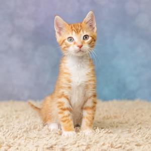 A small orange and white kitten sitting on a beige carpet with a blue background.