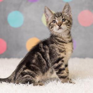Bengal, kitten, available for adoption