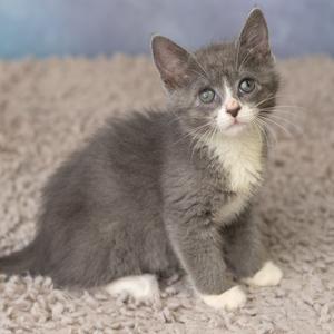 A gray and white kitten sitting on a carpet