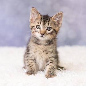 A small tabby kitten sits on a white, fluffy surface with a blurred purple background.