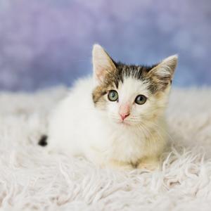 A fluffy white kitten with gray and brown markings on its head, sitting on a soft white surface with a purple background.