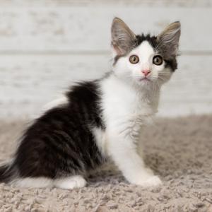 Crycket, young, available for adoption