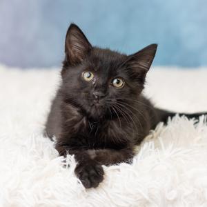 Caramel-Diem, kitten, available for adoption