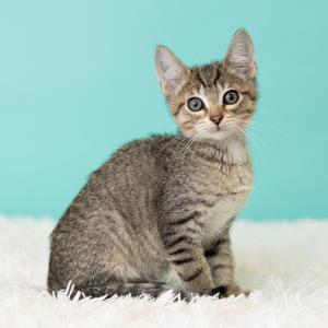 A tabby kitten sitting on a white fluffy surface against a light blue background.