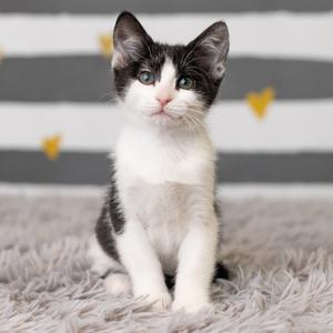 A black and white kitten with green eyes sitting on a gray fluffy rug in front of a striped background with yellow hearts.