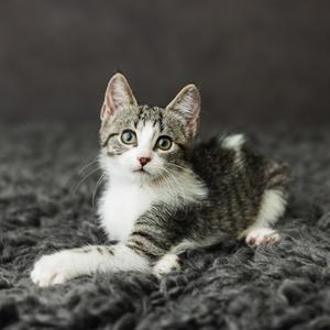 A gray and white tabby kitten lying on a dark gray, fuzzy surface.