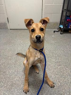 a small brown dog sitting on a gray floor with a blue leash
