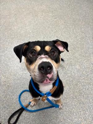 Blueberry, Mixed Breed, adult, available for adoption