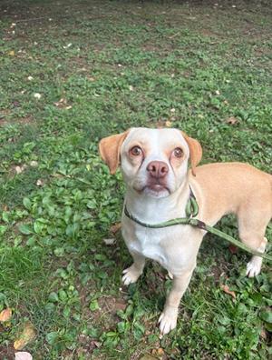 A light-colored dog with floppy ears and a green leash standing on grass.
