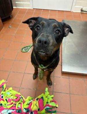 Nixie, Mixed Breed, adult, available for adoption