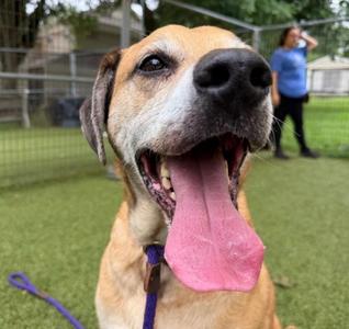 Tio, Mixed Breed, adult, available for adoption
