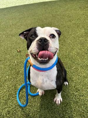 Toodles, Mixed Breed, adult, available for adoption